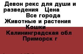 Девон рекс для души и разведения › Цена ­ 20 000 - Все города Животные и растения » Кошки   . Калининградская обл.,Приморск г.